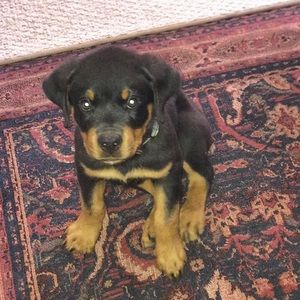 Meet your Posher, Kyle